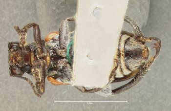 Media type: image; Entomology 8595   Aspect: habitus ventral view